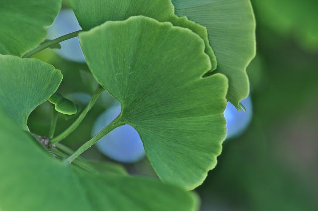 Ginko leaf, Edmonds, WA