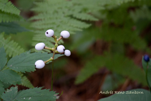 White Cohosh (Actaea alba)