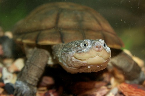 African Side-Neck Turtle | African Side-Neck Turtle at Pets … | Flickr