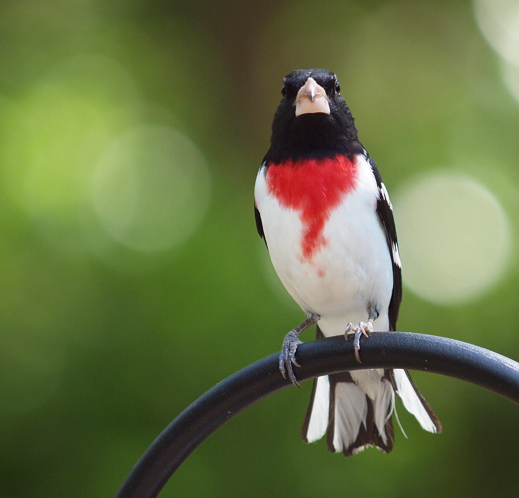 Middle Georgia Backyard Birds Flickr