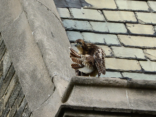 Cathedral RT Fledge 2 - 9152