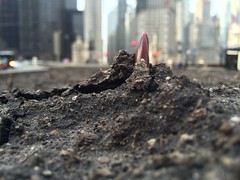 Start of spring: tulips break ground on Michigan Avenue in Chicago