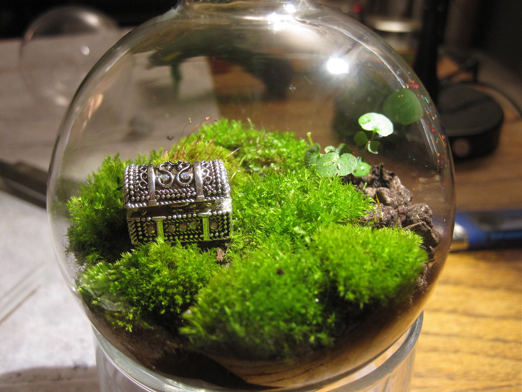 Image result for terrarium moss