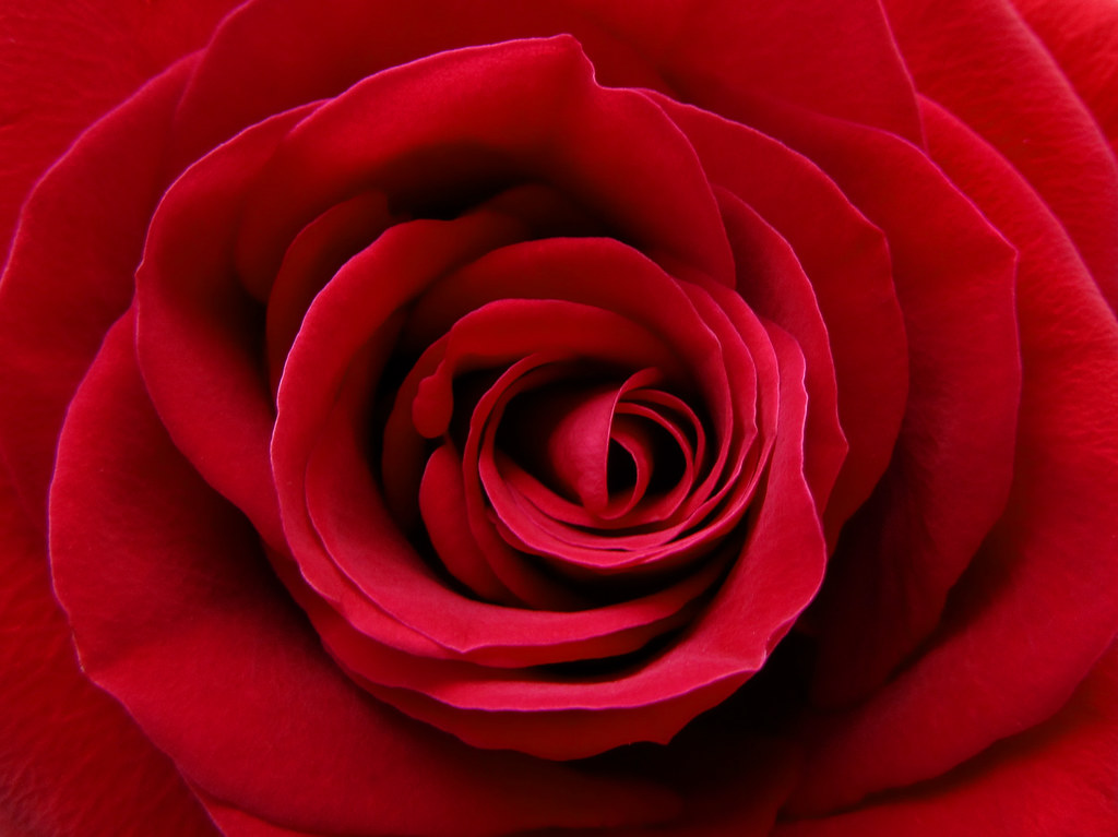 Image result for rose closeup