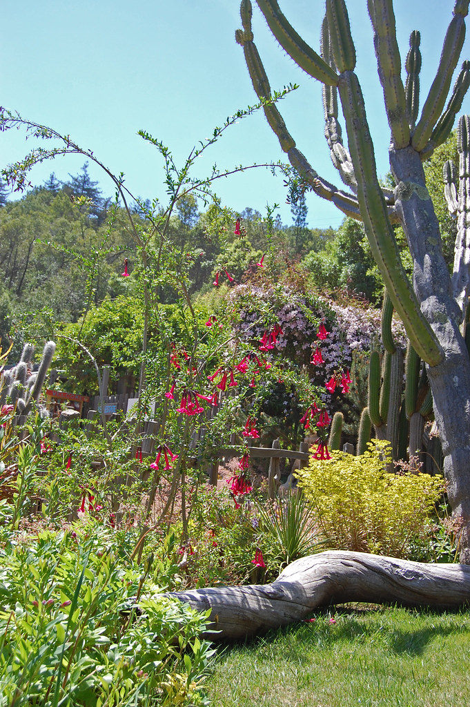 Big Sur Spirit Garden Faroutflora Flickr