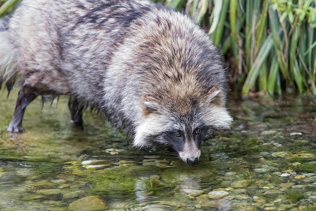 Raccoon dog at the river