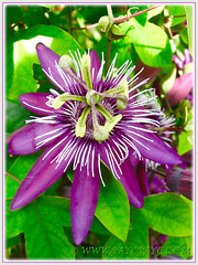 Showy flower of Passiflora incarnata (Maypop, Purple Passionflower, True Passionflower)