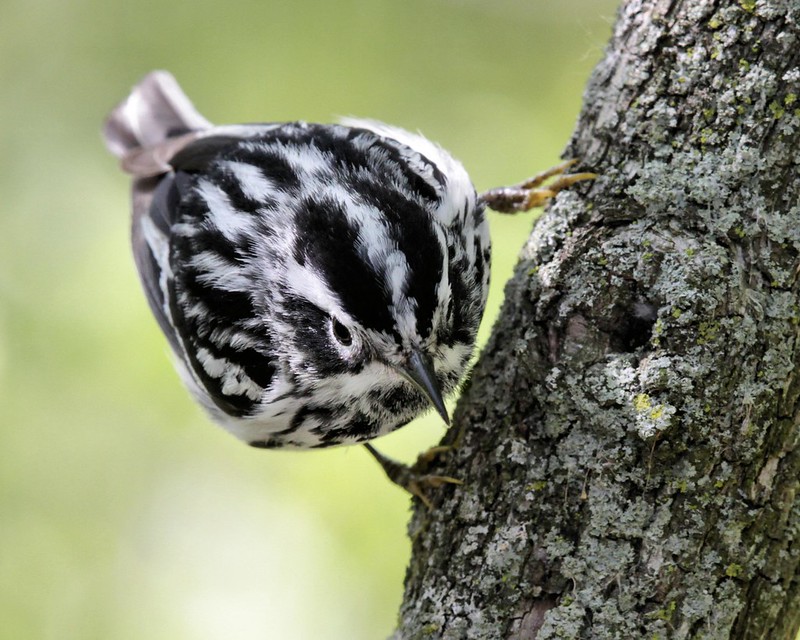 Black-and-white warbler (Mniotilta varia) by Dave Lewis