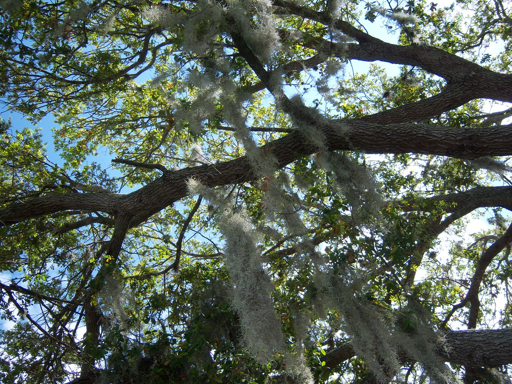Tree At Olive Garden In Port Charlotte Betty B Flickr