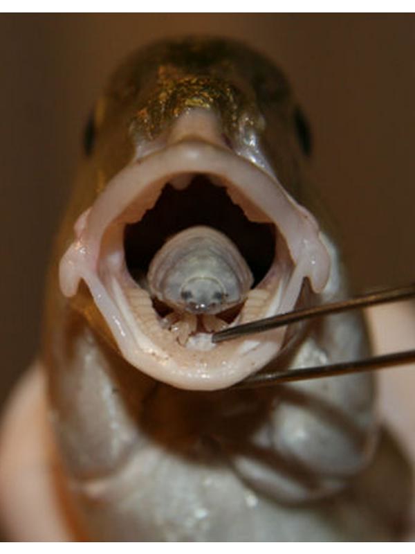 Image result for isopod in fish mouth