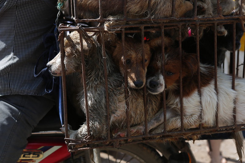 Closeup of dogs being taken to market