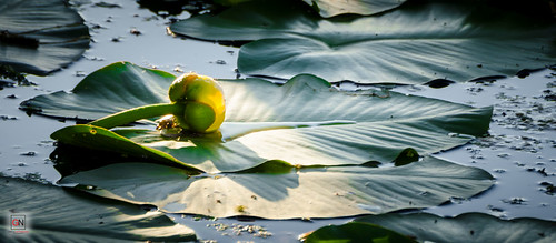 Yellow Pond Lily