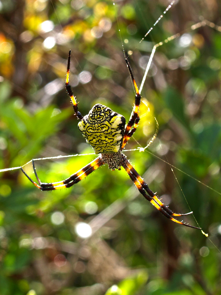 Hawaiian Garden Spider This Beautiful Critter S Body Was A Flickr