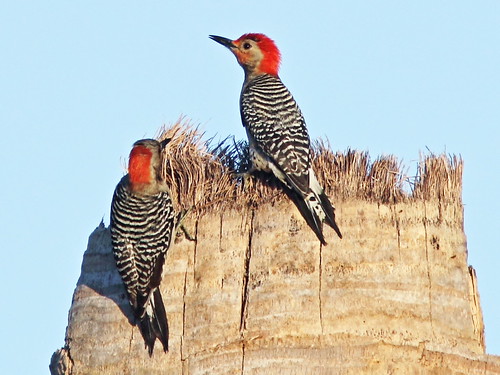 Red-bellied Woodpeckers 2-20140403