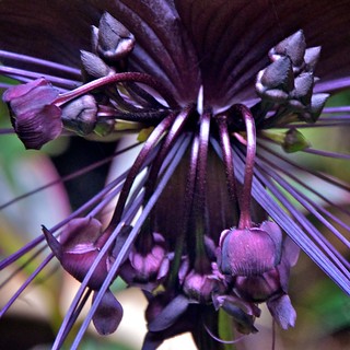 Tacca: details | Tacca chantrieri - up close and personal. | Charles ...