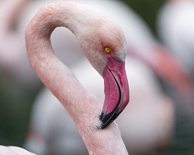 Another flamingo