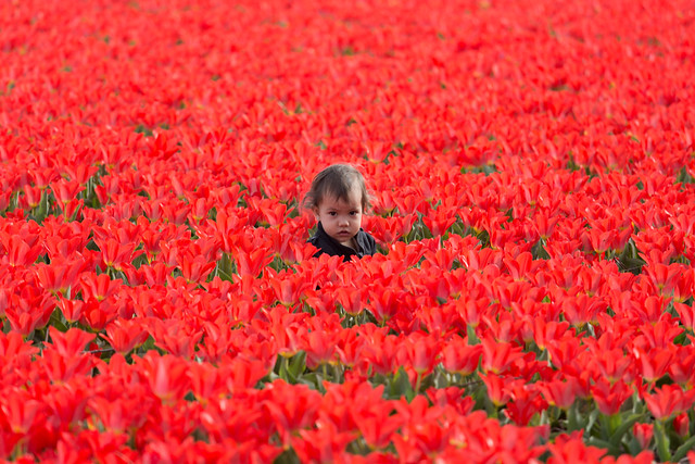 Baby in the Tulips