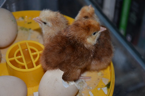 chicks May 16 (2)