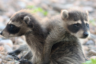 Northern Raccoons (Procyon lotor), juveniles | Six-week-old … | Flickr