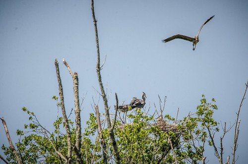Heron Rookery at Lake Connestee-019