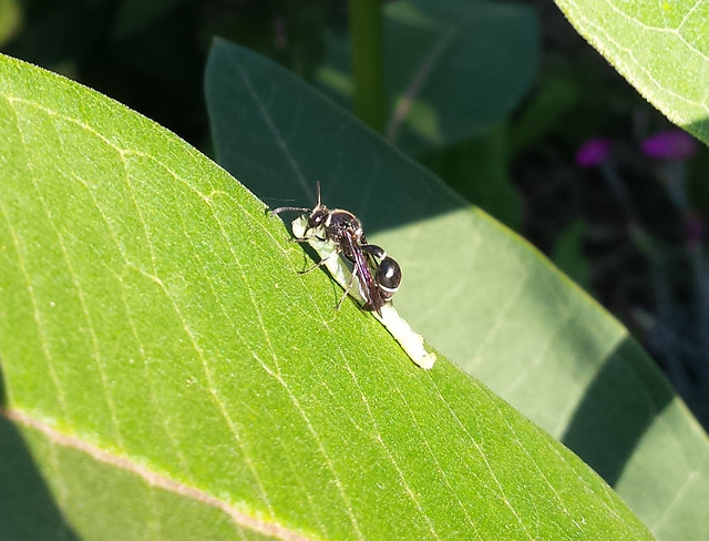 potter wasp standing above a long green caterpillar on a large, green leaf