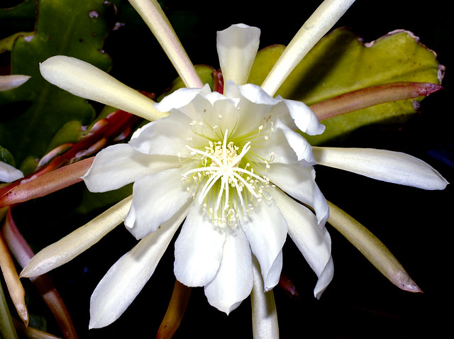 Flickr's Epiphyllum bloom group | Flickr