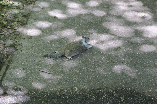 Fattest Squirrel in the World