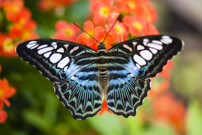 Butterfly / Vlinder