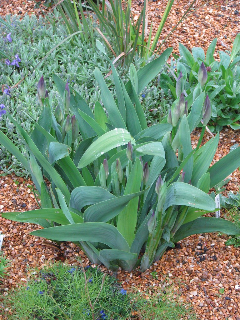 Iris aphylla buds