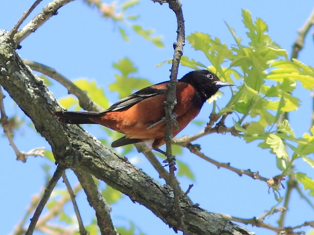 Orchard Oriole 2-20130514