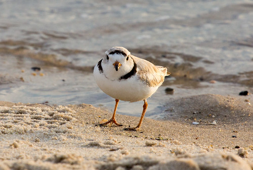 Piping Plover