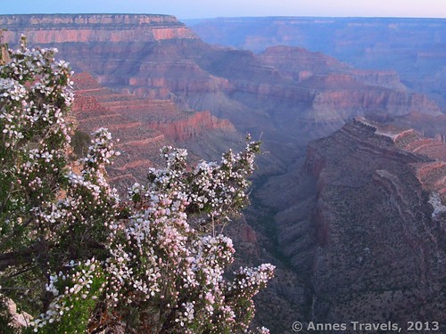 Wildflowers along the Grandview Trail, Grand Canyon, Arizona