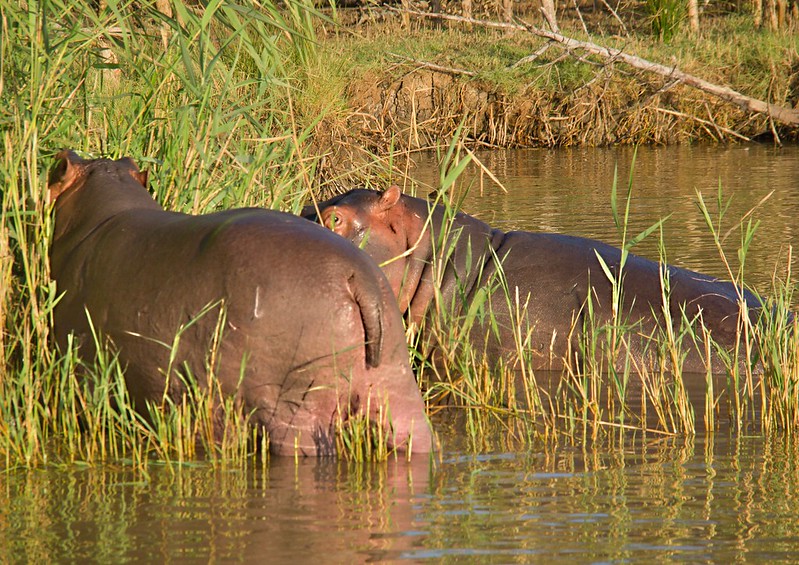 Por el norte de SUDÁFRICA. Montañas, playas, fauna y sus gentes - Blogs de Sudáfrica - Hipopótamos en Santa Lucía: PN iSimangaliso Westland Park (17)