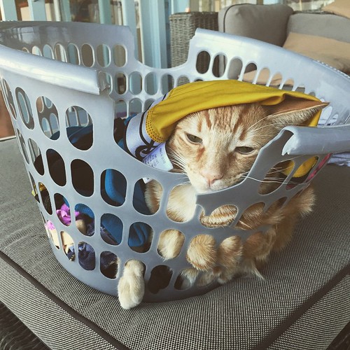 This basket case loves to lie in a basket full of wet washing fresh out of the machine