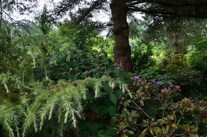 "Matsu Kaze" (Wind in the Pines), Roger & Judy McElhaney garden, Vancouver, Washington