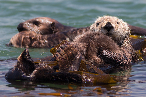 Sea Otter mother with one baby pup | Sea Otter mother with o… | Flickr