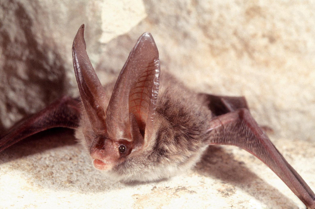 Rafinesque’s Big-Eared Bat