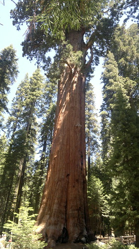 Sábado Día 13 de Julio: Yosemite - Sequoia National Park - Barstow - 25 días por los parques nacionales del Oeste de USA: un Road Trip de 10500 kms (3)