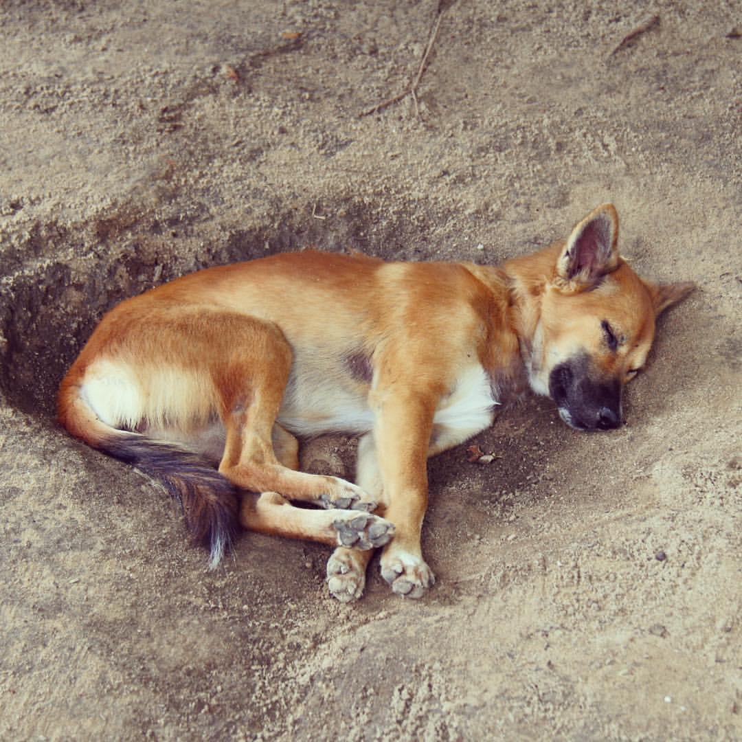 AROUND THE WORLD 2012 | #18 | THAILAND Awww! What a cute little puppy was living in Sanctuary back in 2012! It must be a big strong adult dog now, guarding the place and keeping all the current guests company... #rtw #rtw365 #aroundtheworld #RTW2012 #arou