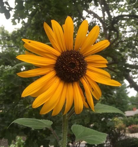 first sunflower