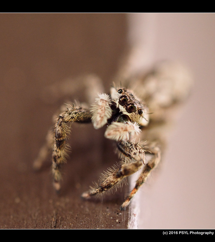 Unknown jumping spider (Family Salticidae)