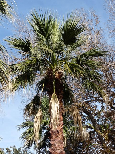 Washingtonia palm, Mesilla, NM