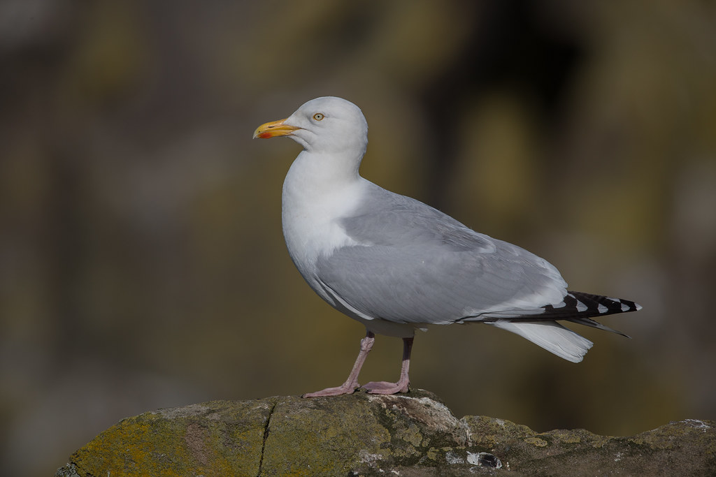 Herring Gull Isle of May,Scotland 2016