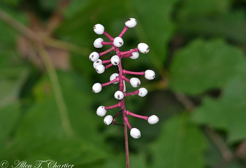 Actaea pachypoda (White Baneberry)