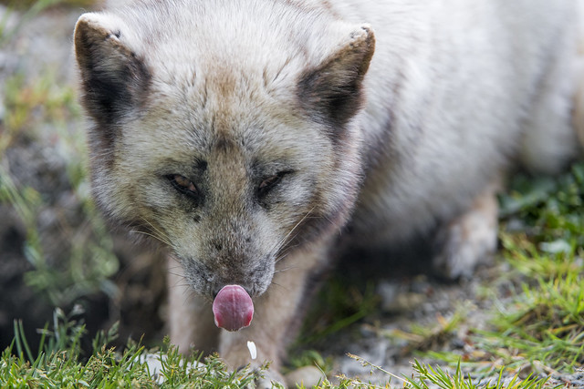 Polar fox licking nose