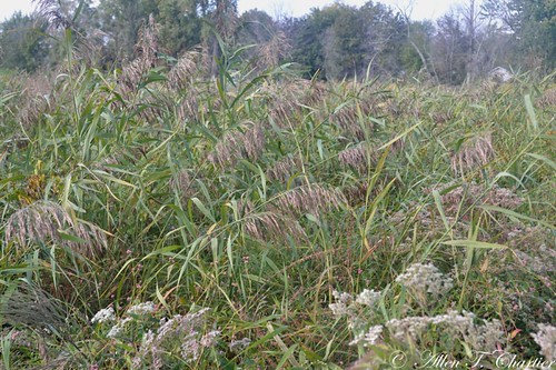 Phragmites australis (Common Reed)