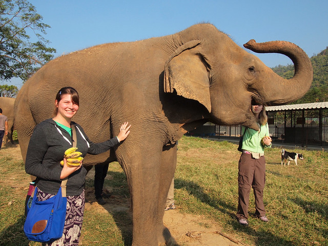 Volunteering at Elephant Nature Park