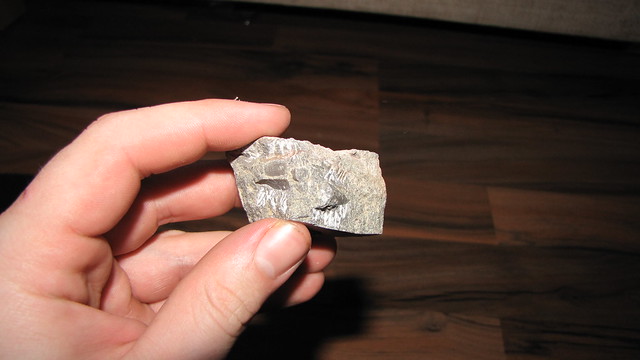 zkamenělina hlavonožce