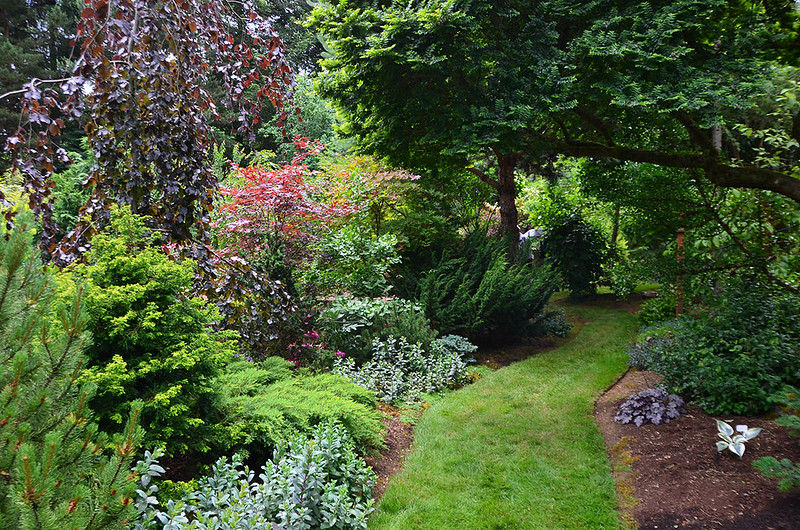 "Matsu Kaze" (Wind in the Pines), Roger & Judy McElhaney garden, Vancouver, Washington