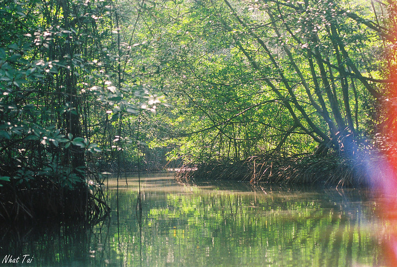 Cần Giờ Mangrove Forest